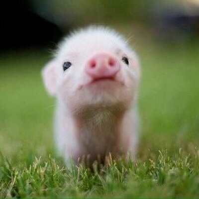 Profile Picture of Paula Chandler (@PaulaPkchandler) on Twitter
