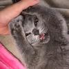 Profile Picture of Minnie (@@minniethecatt) on Tiktok