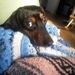 Profile Picture of Jo Ann Wilhelm (@rubytu) on Pinterest