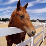 Cindy Currie - Instagram Profile Picture of Cindy Currie (@dzcowgirl) on Instagram