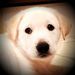 Profile Picture of Brandy McKay (@bmckay204) on Pinterest