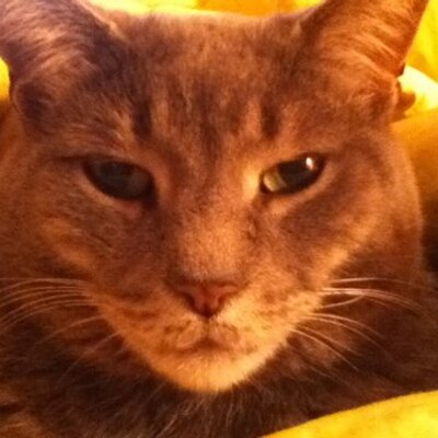 Profile Picture of Hans Kellner (@hanskellner1) on Twitter