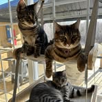 Profile Picture of Marc Belliveau (@Marc-Belliveau) on Facebook