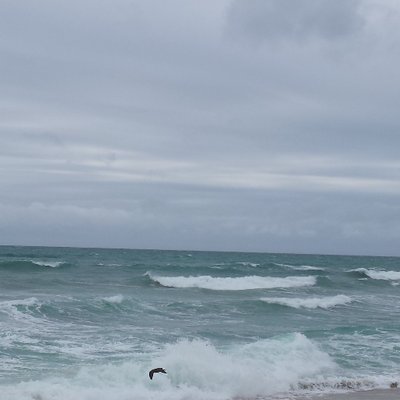 Profile Picture of Cynthia Ladd (@BlueSeagullHom) on Twitter