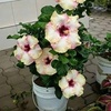 Profile Picture of Tasha Angel (@@user394239527) on Tiktok