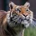 Profile Picture of Suzanne Guglielmino (@suzygugs) on Pinterest