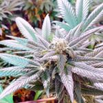 Profile Picture of Tyler Swafford (@pollenmonger) on Instagram