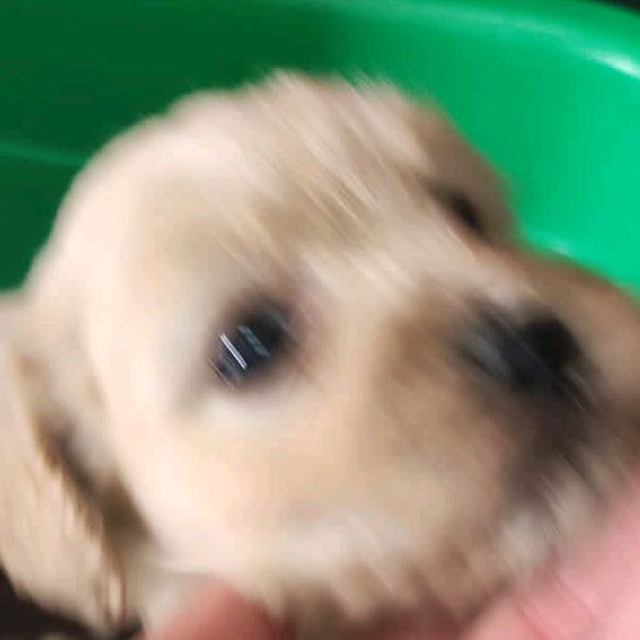 Profile Picture of AlexLau (@@alexanderlau) on Tiktok