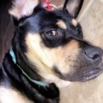 Profile Picture of Tiana Fay Jackson (@tia_the_bullpei) on Instagram