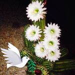 Profile Picture of Sharon Keech (@sharonkeech59) on Instagram