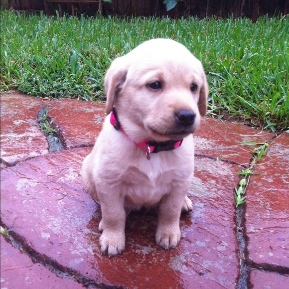 Profile Picture of Tracey Gant (@kimie829) on Poshmark