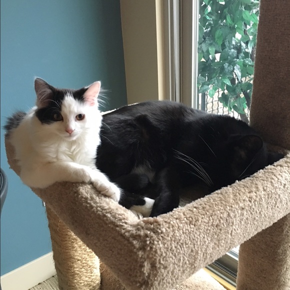 Profile Picture of Melani Kerslake (@melanilynn) on Poshmark