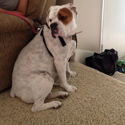 Profile Picture of Pauline Wolf (@Pauline__Wolf) on Twitter