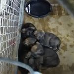 Profile Picture of Hunter Wade Ball (@dinoslayer445) on Instagram