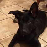 Profile Picture of Kirby Smart Dog (@kirbythesmartdog) on Instagram