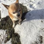 Profile Picture of Lisbet Byström (@lisbetbystrom) on Instagram