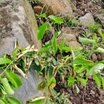 Profile Picture of Epifanio Lopez (@epifanio.lopez.214216) on Facebook