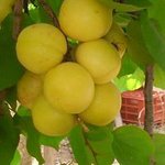 Profile Picture of Habib Wadi Sleibi (@habibsleibi) on Instagram