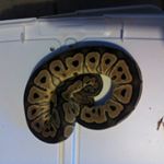 Profile Picture of Mike Hollis (@hollisreptiles88) on Instagram