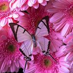 Profile Picture of pinkbutterflydreamer🌺🦋🌺🦋🌺🦋🌺 (@tania.jane.oconnor) on Instagram