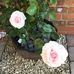 Profile Picture of Sue Chisholm (@sue.chisholm.3958) on Facebook