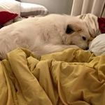 Profile Picture of Maegan Hansen (@maegasaurusrex) on Instagram