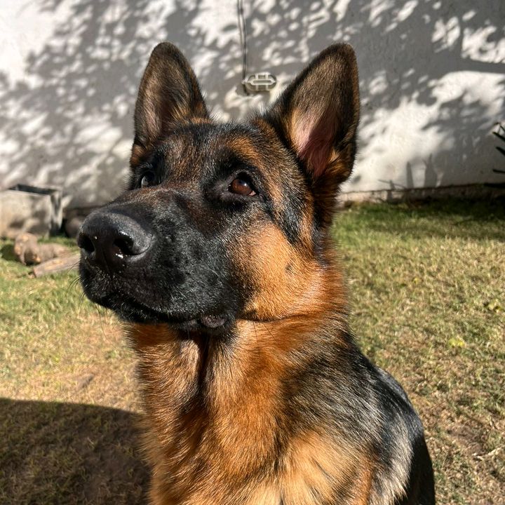 Profile Picture of Gra Chiapponi (@gra.chiapponi) on Tiktok