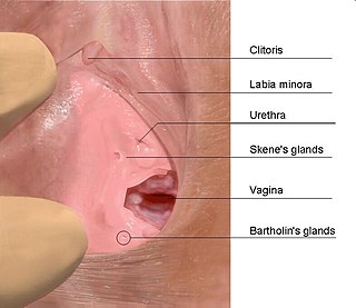 Profile Picture of Bartholin's glandon Wikipedia