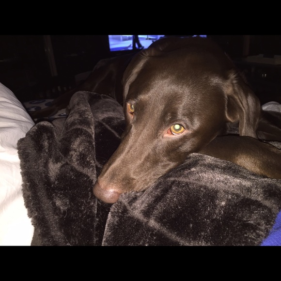 Profile Picture of Melissa Dellovade (@ruby2774) on Poshmark