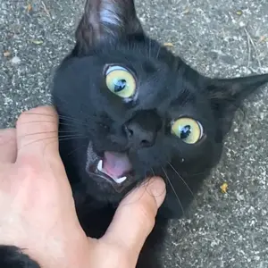 {•Daphné•}💕💀 - Tiktok Profile Picture of {•Daphné•}💕💀 (@im_chevre_uwu) on Tiktok