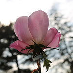 Profile Picture of Joshua Young (@Joshua L Young) on Flickr