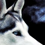 Profile Picture of Craig Boring (@craigboring) on Instagram