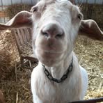 Janet Eggenberger - Facebook Profile Picture of Janet Eggenberger (@janet.eggenberger.5) on Facebook