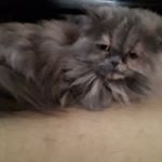 Profile Picture of Michael Willemsen (@willemsenmichael) on Instagram