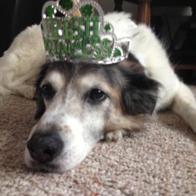 Profile Picture of Mike Varcho (@MVarcho) on Twitter