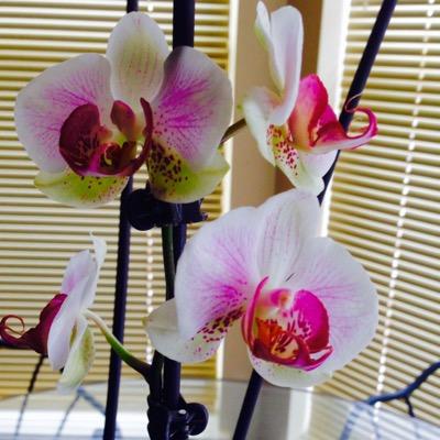 Profile Picture of Suzanne Thomas (@Szrti716) on Twitter