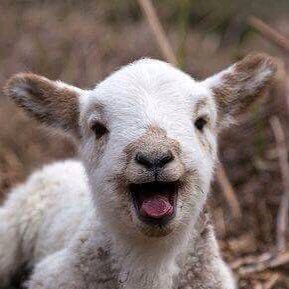 Profile Picture of Kambing Putih (@fatinishukri) on Twitter