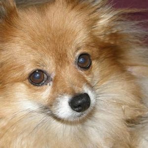 Profile Picture of Dixie Martin (@250227973) on Myspace