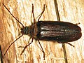 Profile Picture of Tragosoma harrisiion Wikipedia