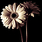 Profile Picture of Amanda Hardie (@amandahardie67) on Flickr