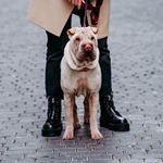 Profile Picture of Vera🌸 (@vera_sharpei) on Instagram