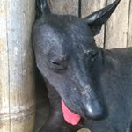 Profile Picture of Rachael Healey (@raque__lucha) on Instagram