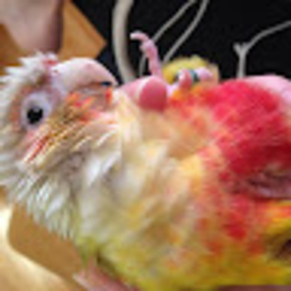 Profile Picture of Burmaster. Charly (@yuhboii27) on Poshmark