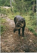 Profile Picture of April (tapir)on Wikipedia