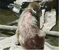 Profile Picture of Alopecia in animalson Wikipedia