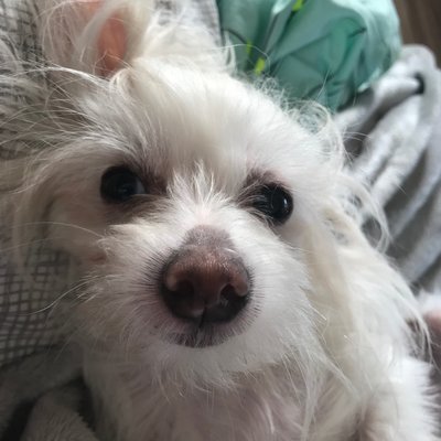 Profile Picture of Carol Haas (@Carolha04155845) on Twitter