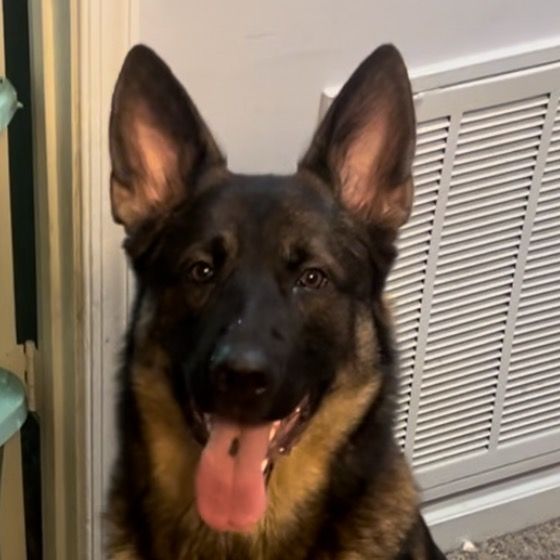 Profile Picture of _TysonThomas (@__tysonthomas) on Tiktok