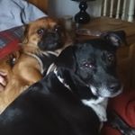 Profile Picture of Tracey Dawn Watson (@traceydawnwatson) on Instagram