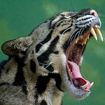 Profile Picture of kevin page (@ocelot77) on Flickr