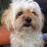 Profile Picture of MadDog (@michael_nolfi) on Instagram